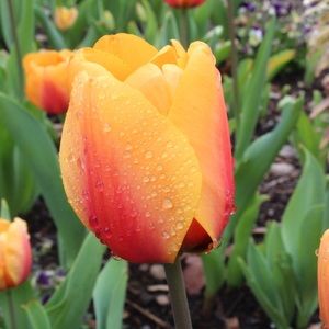 Meet your Posher, Nikky